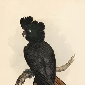 Red-tailed black-cockatoo, Calyptorhynchus banksii