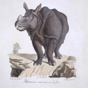 Rhinoceros unicornis, Indian rhinoceros