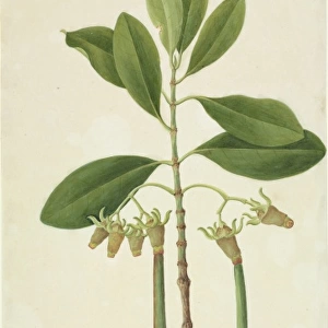 Rhizophora sp. mangrove tree