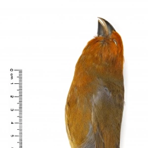 Rhodacanthis palmeri, greater koa finch