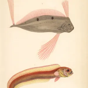 R Gallery: Ribbonfish