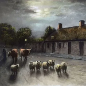 Sheep