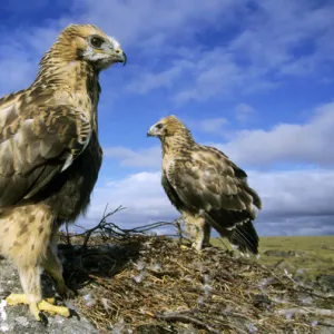 Rough-legged Buzzards - young at the nest - very