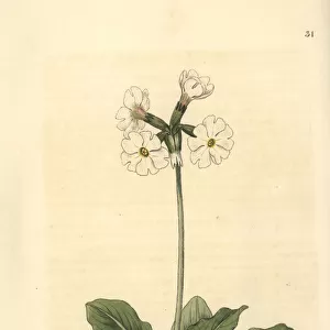 Ruffed or tall pale primrose, Primula involucrata