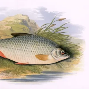 1879 Print of Northern Pike (Esox lucius). Art Prints, Posters