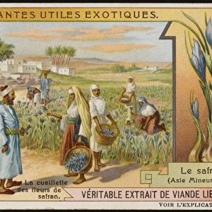 Saffron Cultivation
