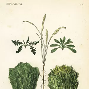 Salad plants, plantes pour salades