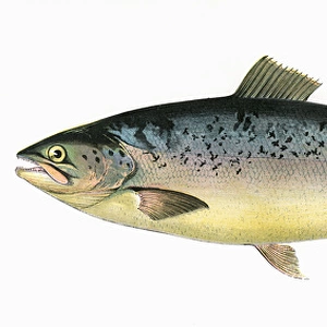 Salmo trutta, or Salmon Trout
