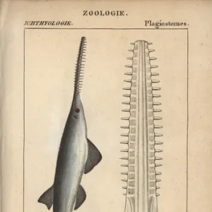 Sawfish or carpenter shark, Pristis pristis