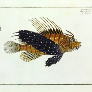 Scorpaena volitans (Pterois volitans)