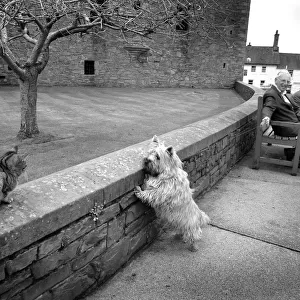 A Scottie dog pulls on its leash to reach a tabby cat