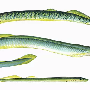 S Poster Print Collection: Sea Lamprey