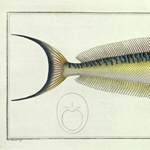 T Gallery: Tilefish