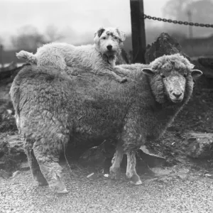 Sealyham Riding a Sheep