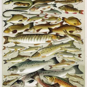 B Premium Framed Print Collection: Barbel