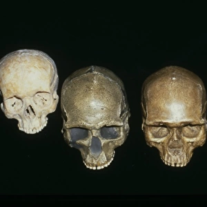 Selection of Homo sapiens Crania