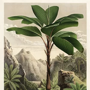 Seychelles stilt palm, Verschaffeltia splendida