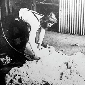 Shearing a sheep, Sheep Station, Australia, Victorian period
