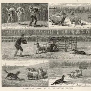 Sheepdog Trials