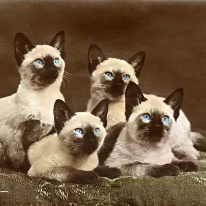 FOUR SIAMESE CATS (COL. )