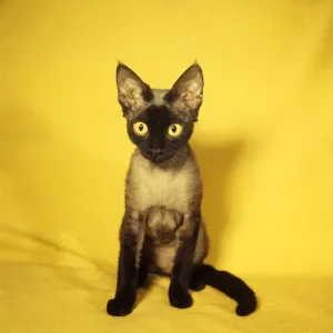 Siamese kitten with yellow background