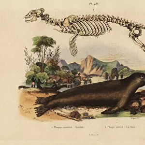 Skeleton of the common seal and Australian sea lion