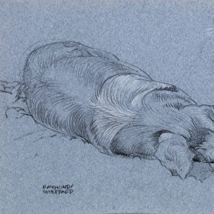 Sketch of a sleeping pig