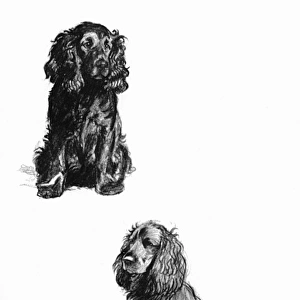 Sketches of Spaniels by Cecil Aldin