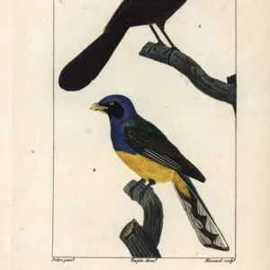 Trogons Gallery: White Tailed Trogon