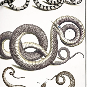 Snake detail by Albertus Seba