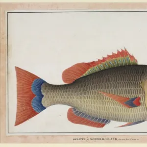 Snapper fish