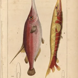 R Gallery: Razorfish