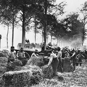 Soldiers cutting hay