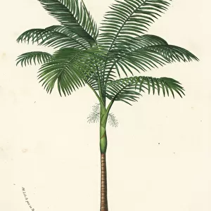 Solitaire palm, Ptychosperma elegans