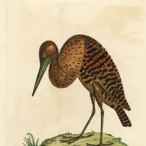 Pinnated Bittern