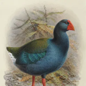 South Island Takahe