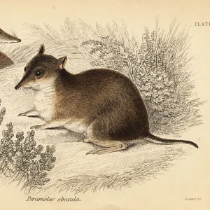 Peramelidae Pillow Collection: Southern Brown Bandicoot