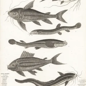 W Collection: Weatherfish