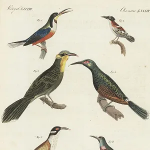 Honeyeaters Collection: White Naped Honeyeater