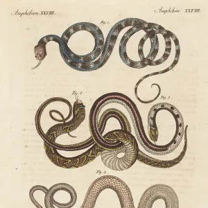Snakes Mounted Art Print Collection: Keelback