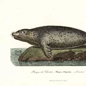 Phocidae Gallery: Spotted Seal