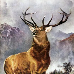 Stag / Monarch of Glen 19C