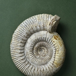 Stephanoceras humphriesianum, ammonite