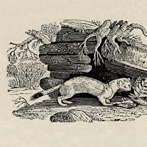 Stoat with dead bird, by Thomas Bewick