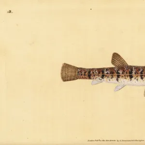 R Gallery: River Loach
