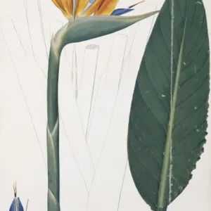 Strelitzia regina, bird of paradise