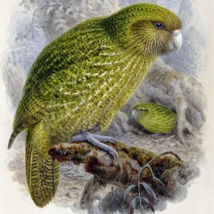 Strigops habroptilus, kakapo