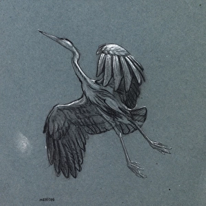 Study of a heron in flight