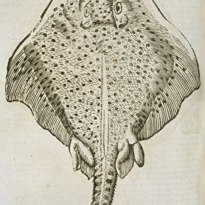 Study of a ray