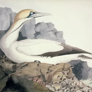 Cape Gannet Print from Watercolour Drawings of British Animals Cape Gannet Print from Watercolour Drawings of British Animals